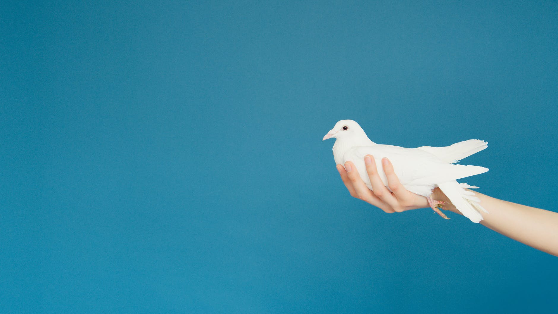 person holding white dove who is at peaceful rest